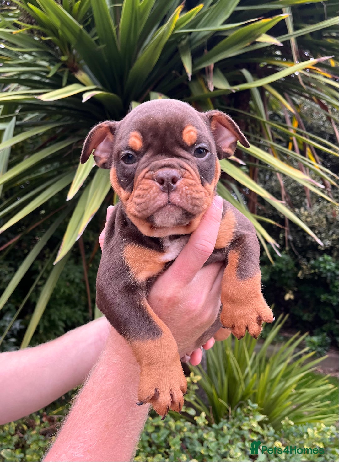 Olde English Bulldogge dogs for sale: RAINBOW OLD ENGLISH LITTER !!! - Image 18