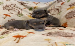 Jack Russell dogs for sale: Blue, Lilac & Tan smooth coated miniature JRT - Advert 10