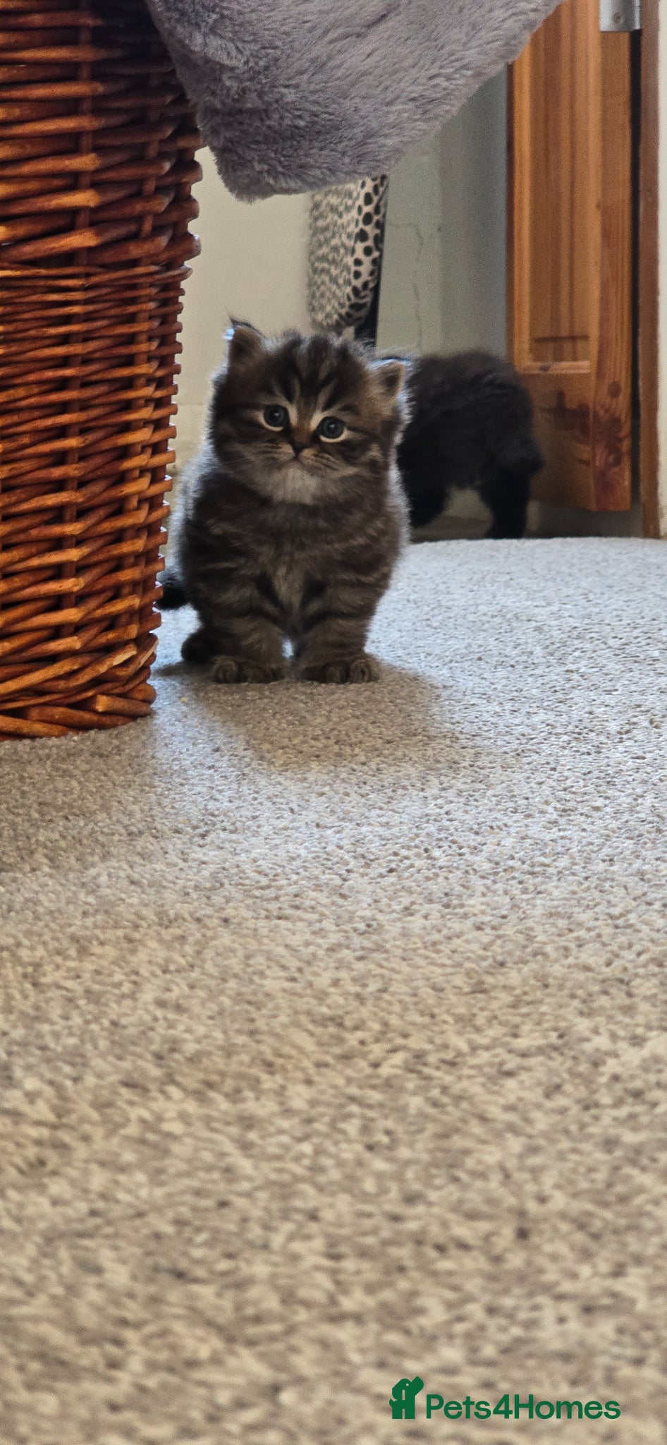 Brazilian Shorthair cats for sale: Tabby British shorthair  - Advert 2