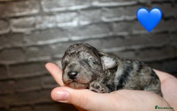 Cockapoo dogs for sale: Health tested Asian toy Cockapoo puppies  - Image 4