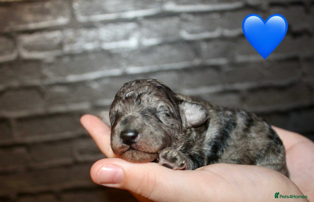 Cockapoo dogs for sale: Health tested Asian toy Cockapoo puppies  - Image 4