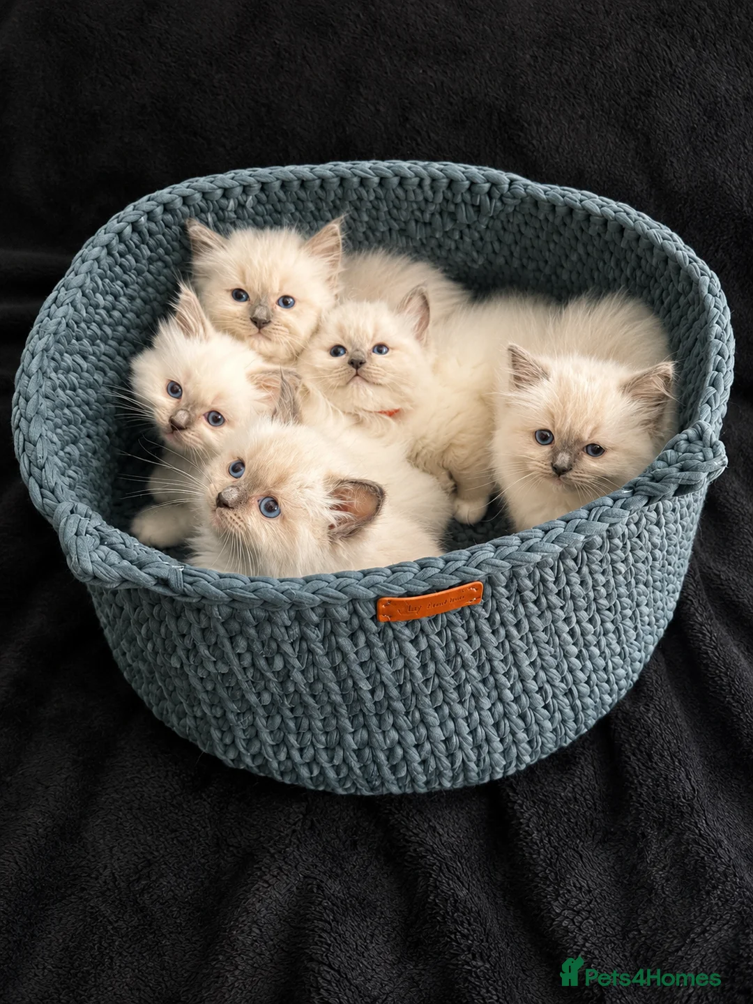 Ragdoll cats for sale: Blue Point Mitted Ragdoll Kittens  in Burton-on-Trent - Advert 1