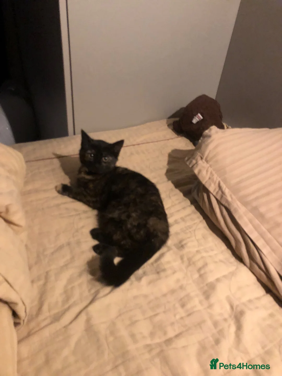 Domestic Shorthair cats for sale: Rare tortie shorthair for sale in Leicester - Advert 1
