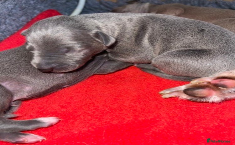 Italian Greyhound dogs for sale - Advert 1