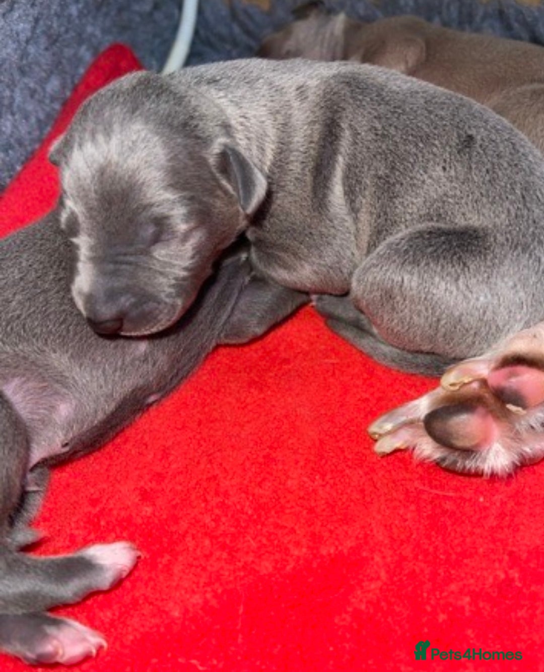 Italian Greyhound dogs for sale: Wiggys Italian whippet puppies - Image 1
