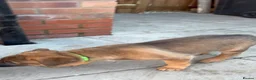 Mixed Breed dogs for sale: Looking for new forever home  - Advert 2