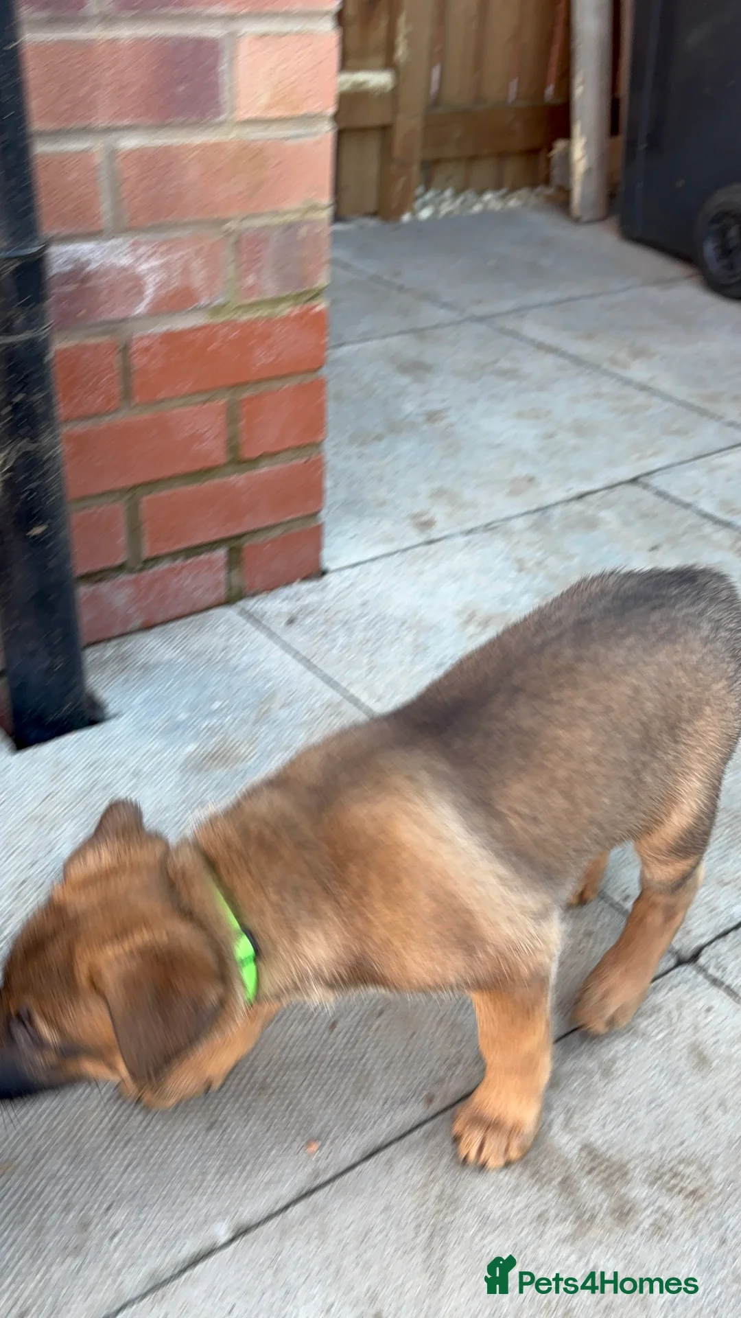 Mixed Breed dogs for sale: Looking for new forever home  - Advert 2