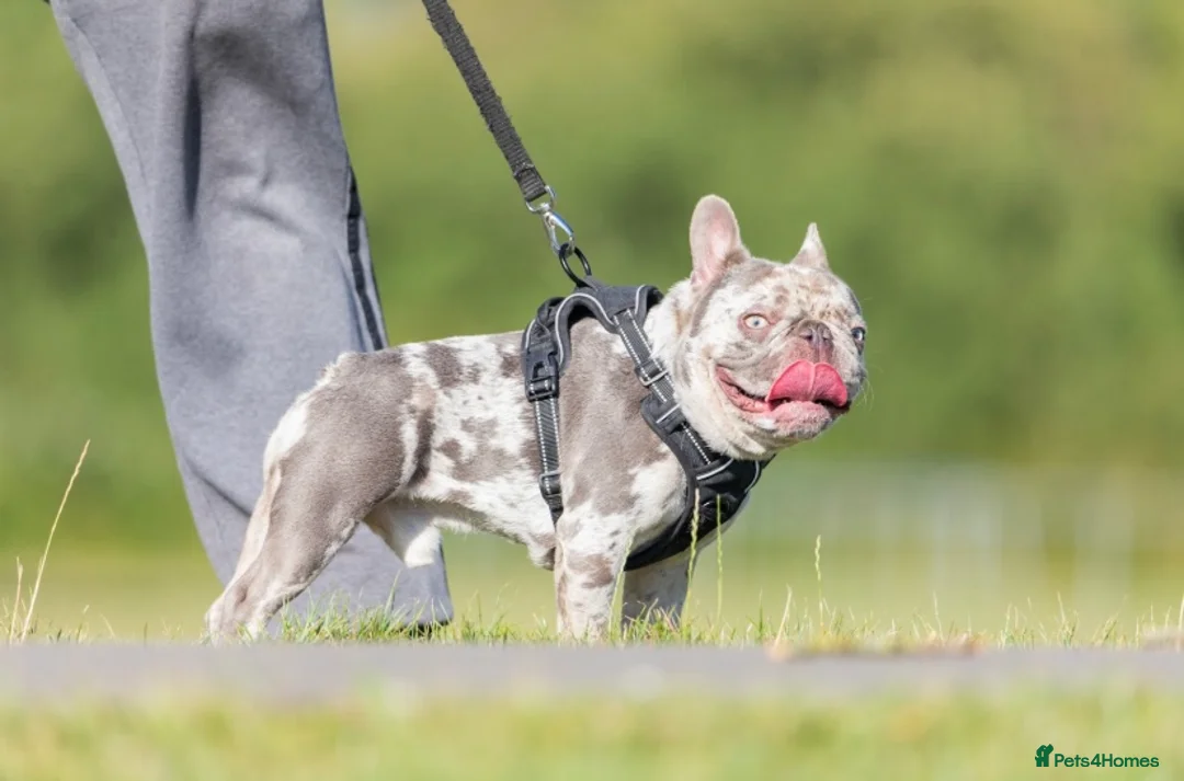French Bulldog dogs for stud: Lilac Merle carrying testable tiny boy  in Maesteg - Advert 3