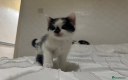 Mixed Breed cats for sale: 3 beautiful kittens looking for new home - Image 23