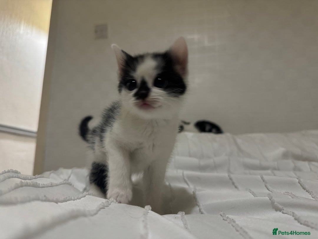 Mixed Breed cats for sale: 3 beautiful kittens looking for new home - Image 23