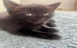 Ragdoll cats for sale: Beautiful affectionate friendly ragdoll x tuxedo - Image 7