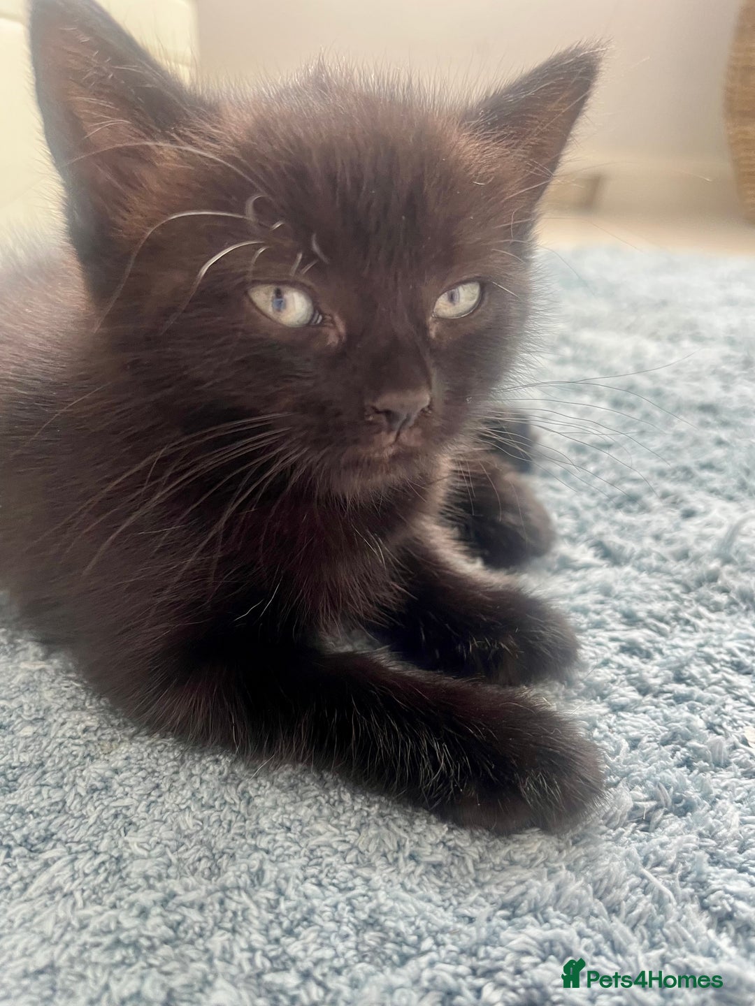 Ragdoll cats for sale: Beautiful affectionate friendly ragdoll x tuxedo - Image 7