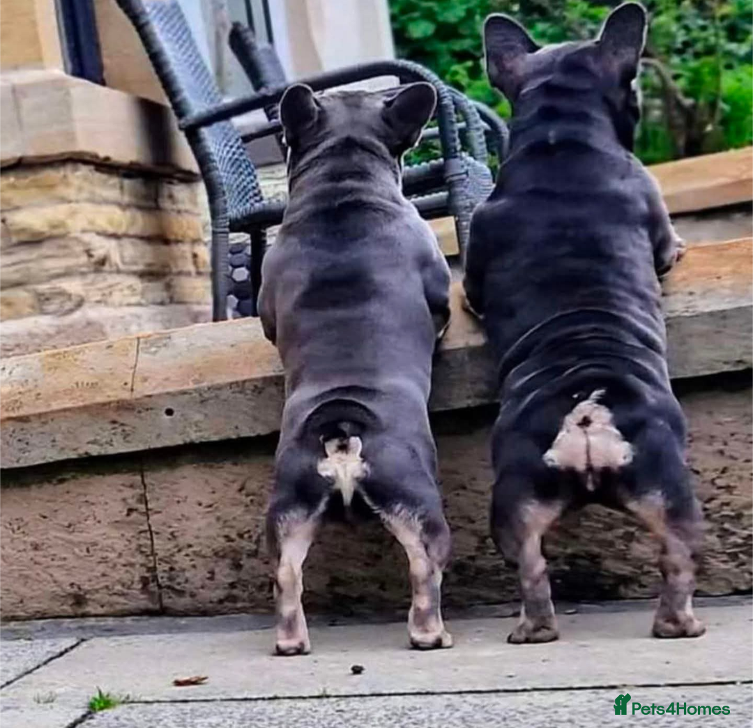 French Bulldog dogs for stud: Smallest proven micro stud in the uk - Advert 7