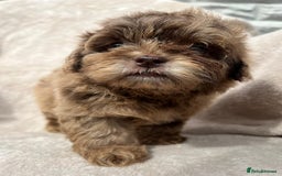 Shihpoo dogs for sale: Beautiful shihpoo - Image 8