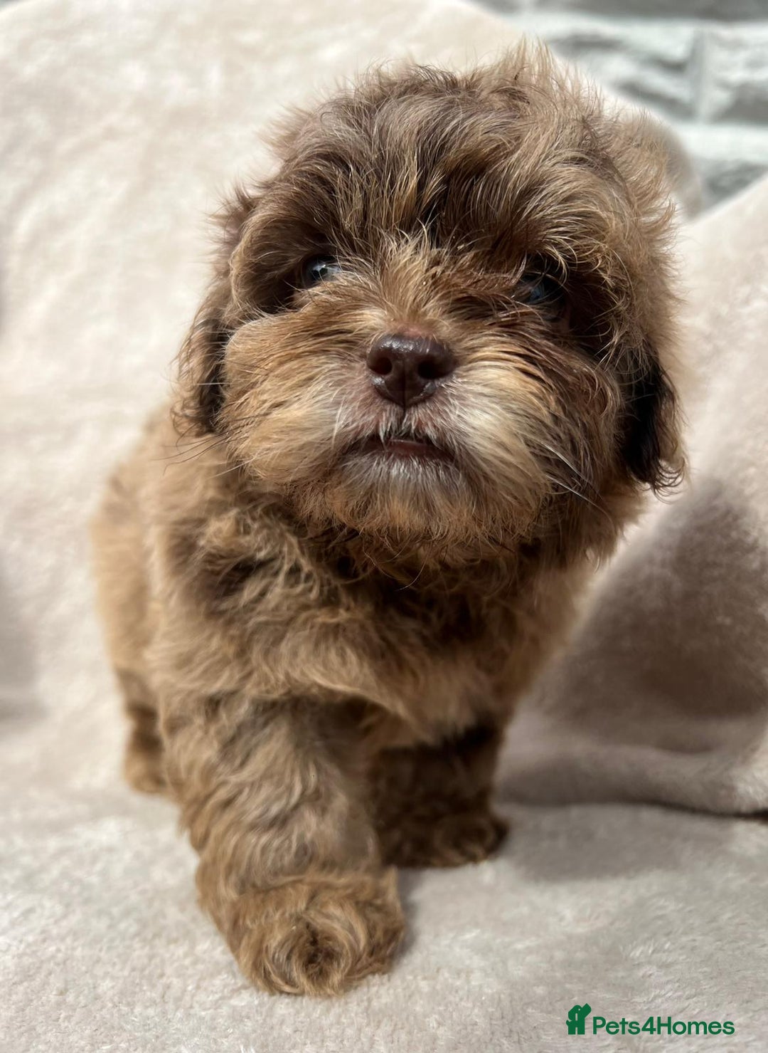 Shihpoo dogs for sale: Beautiful shihpoo - Image 8
