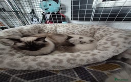 Ragdoll cats for sale: Ragdoll babies  - Image 16
