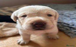 Labrador Retriever dogs for sale: Last Yellow Male available 19th Sept 2025 - Image 16
