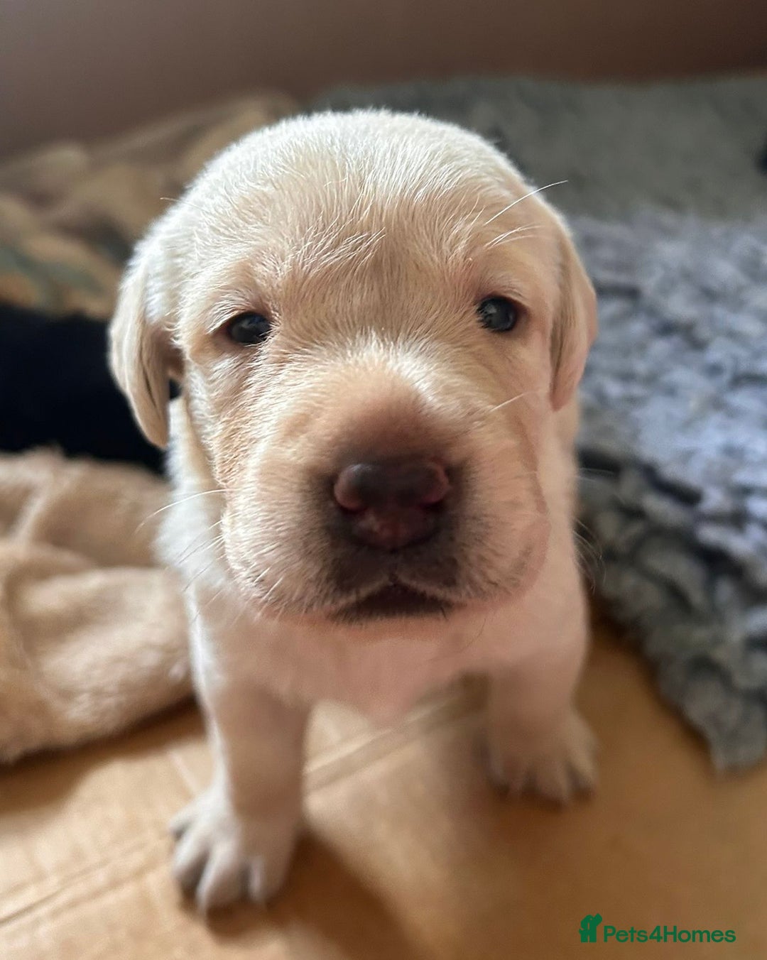 Labrador Retriever dogs for sale: Last Yellow Male available 19th Sept 2025 - Image 16