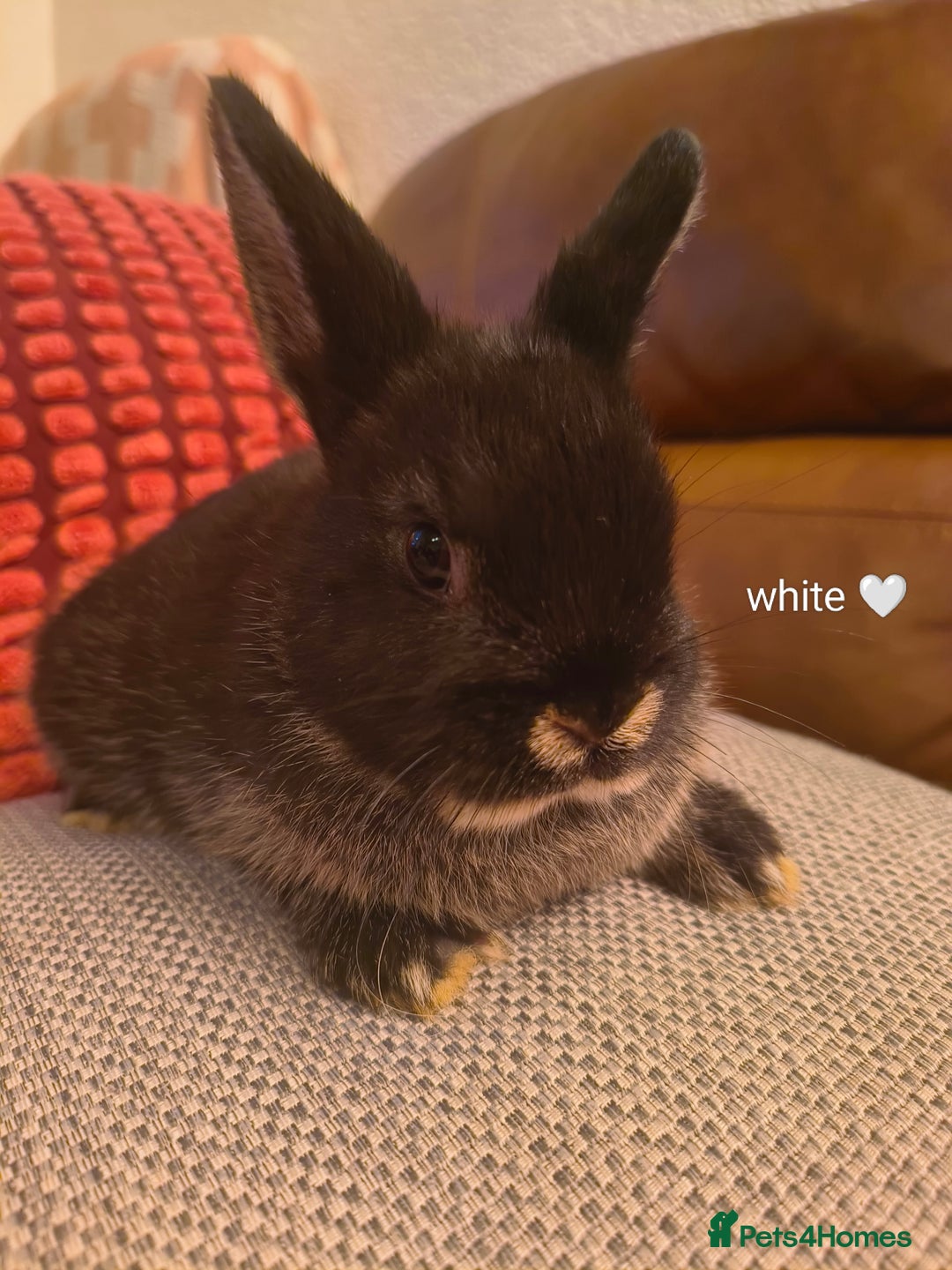 Mixed Breed rabbits for sale: Adorable Baby Bunnies Looking for Loving Homes 🐇 - Advert 8