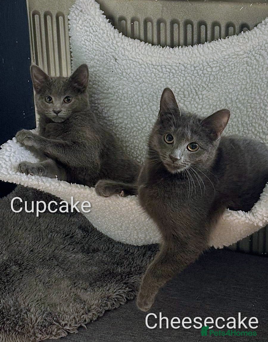 Oriental cats Two solid Blue Oriental mix girls - Advert 2