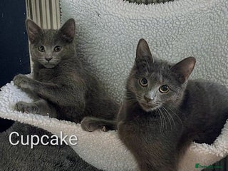 Oriental cats Two solid Blue Oriental mix girls - Advert 2