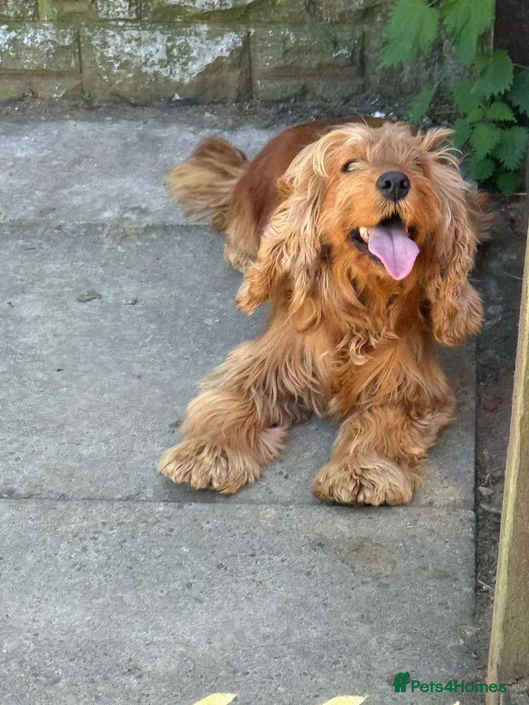 Cocker Spaniel dogs for sale: Cocker spaniel  - Advert 2