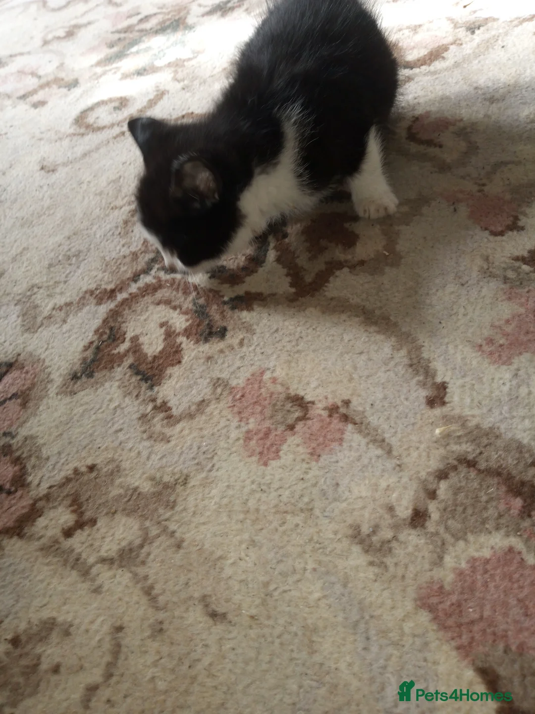Mixed Breed cats for sale: KITTEN in Cullompton - Advert 2