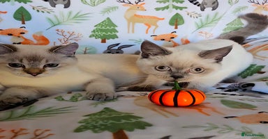 Scottish Fold cats - Advert 11