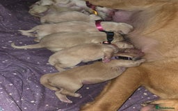 Goldador dogs for sale: Goldador Puppy 5 - Kitanas puppies  - Image 20