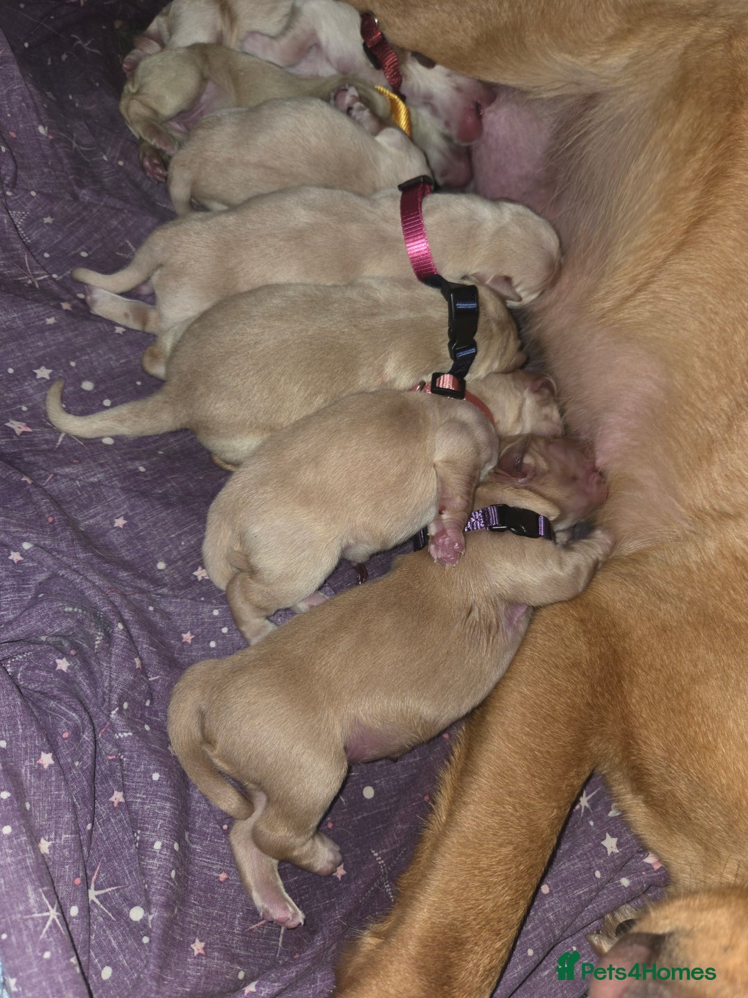 Goldador dogs for sale: Goldador Puppy 5 - Kitanas puppies  - Image 20