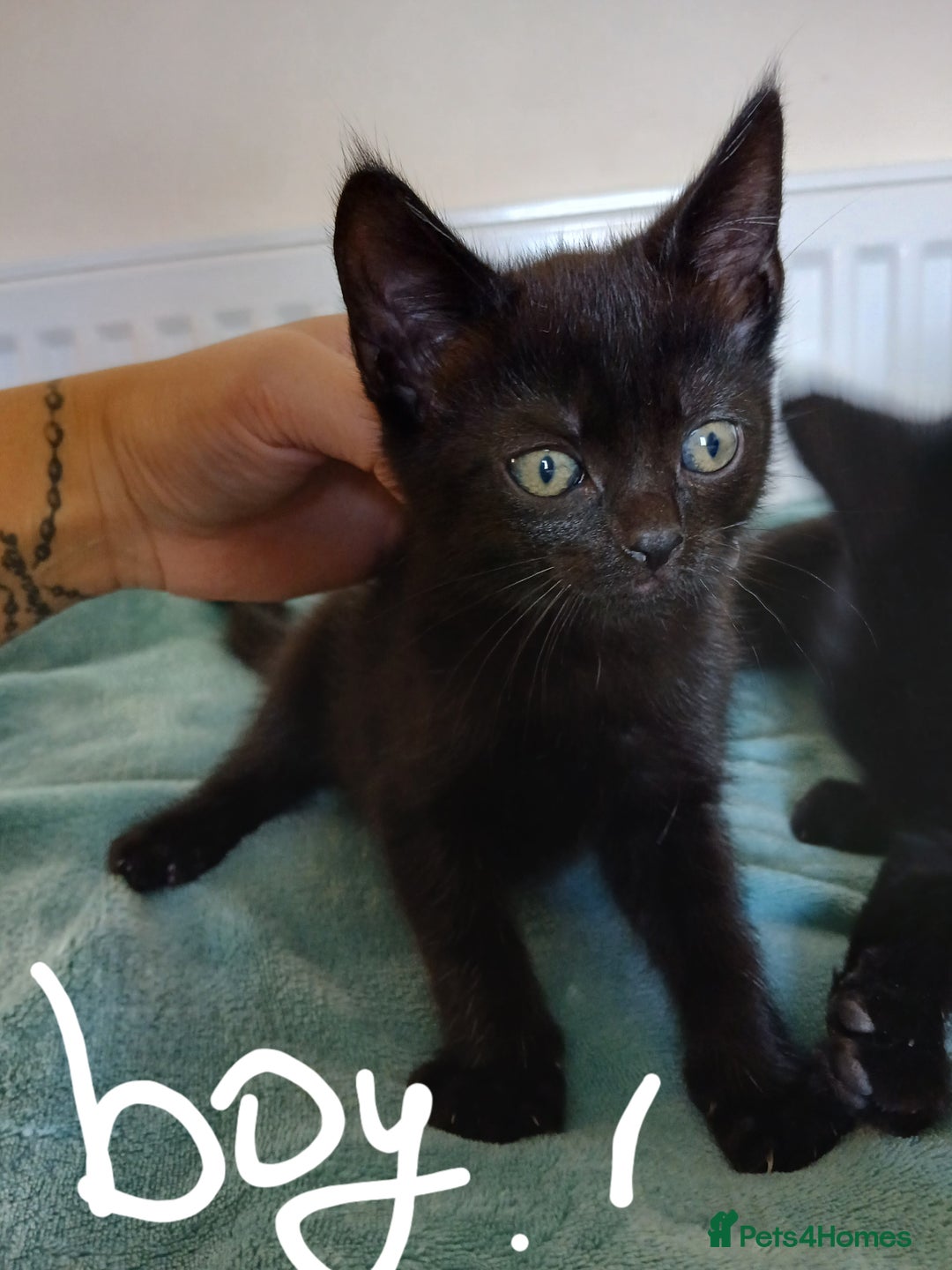 Mixed Breed cats for sale: 7 very fluffy kittens wisbech!!🐈‍⬛️🐈‍⬛️😻 - Image 6