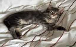 Maine Coon cats for sale: GCCF DNA Tested Male Maine Coon Kitten - Image 9
