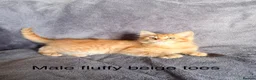 Mixed Breed cats for sale: Ginger kittens - Advert 14