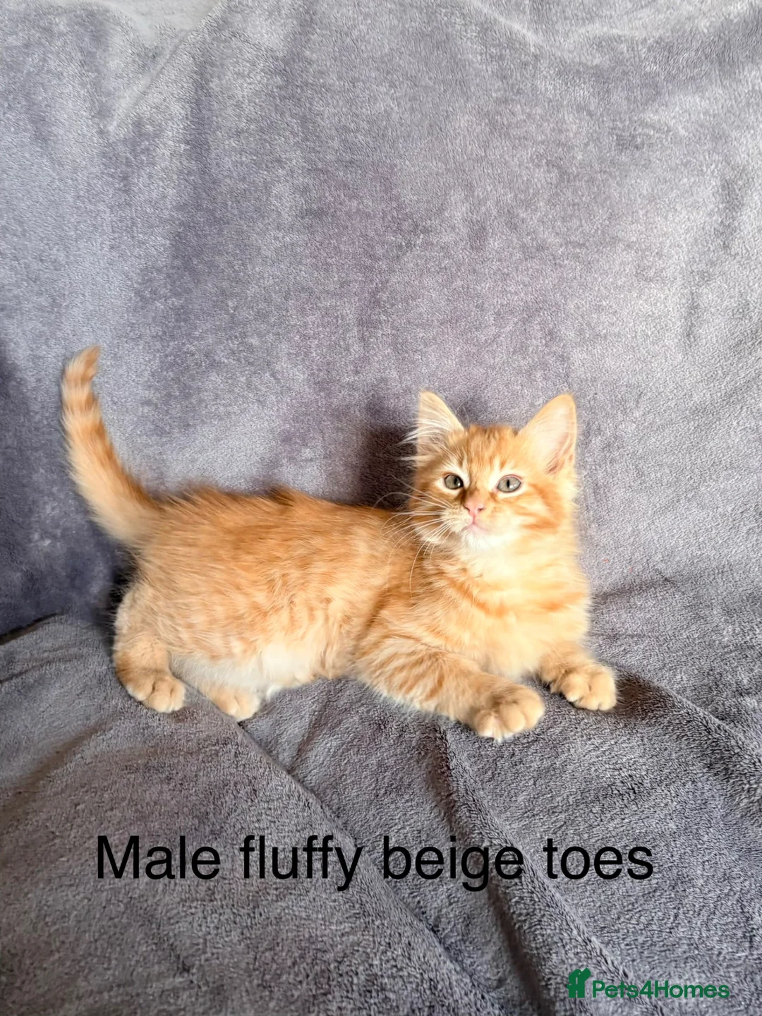 Mixed Breed cats for sale: Ginger kittens - Advert 14