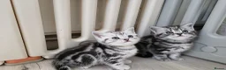 British Shorthair cats for sale: Silver Tabby Kittens, Rare GCCF Show Quality.  - Advert 25
