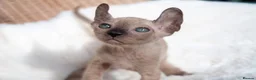 Sphynx cats for sale: Stunning sphinx kittens  - Advert 6