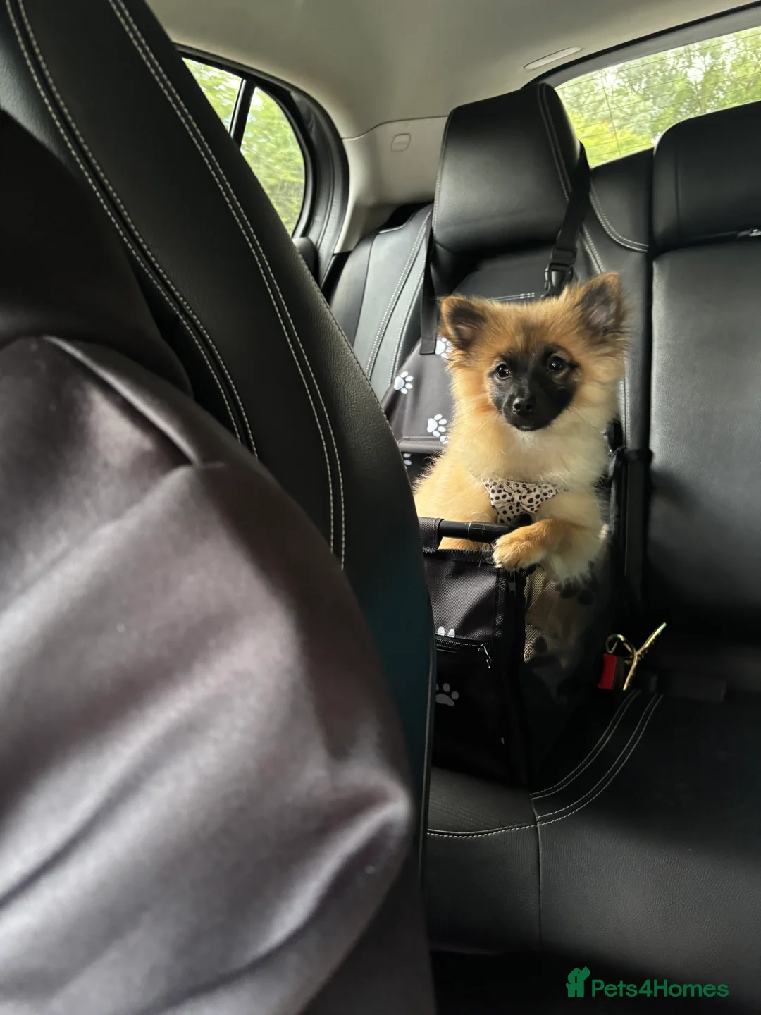 Pomeranian dogs for sale: Fox Faced Pomeranian Puppy  - Advert 5
