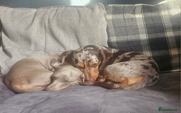 Miniature Dachshund dogs for sale: Martha & Arthur £600 for both  - Image 4