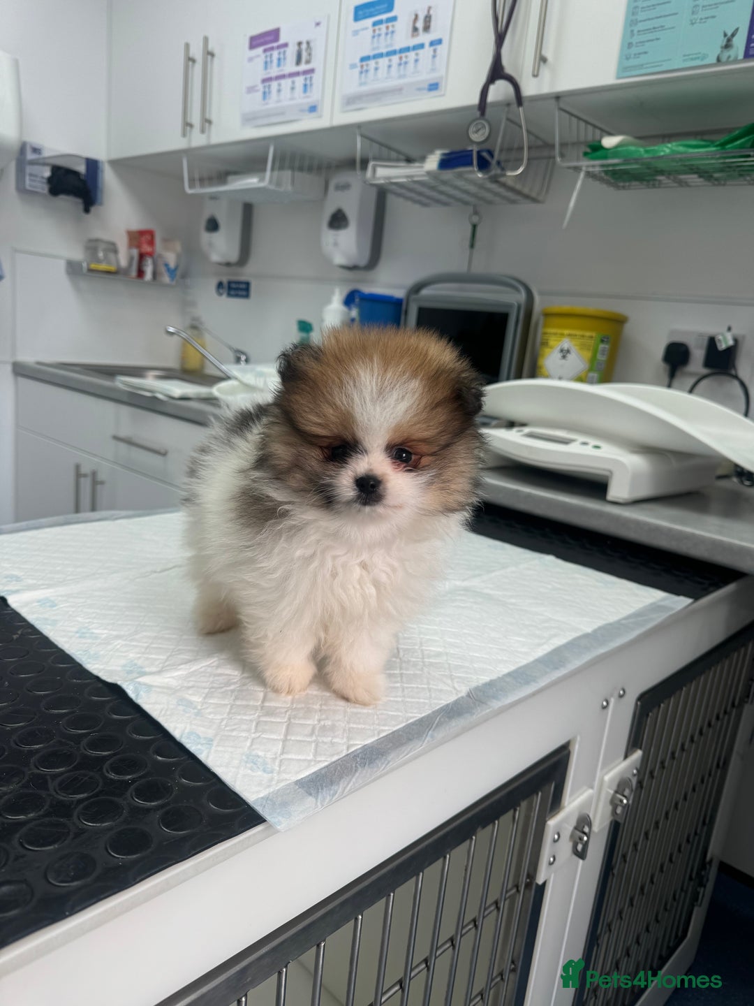 Pomeranian dogs for sale: Unique patterned Pomeranians 🩵 - Advert 13