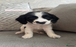 Sprocker dogs for sale: Beautiful Sprocker puppies for sale - Image 6