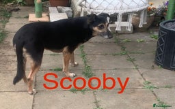 Mixed Breed dogs for sale: Urgently looking for homes  - Image 7