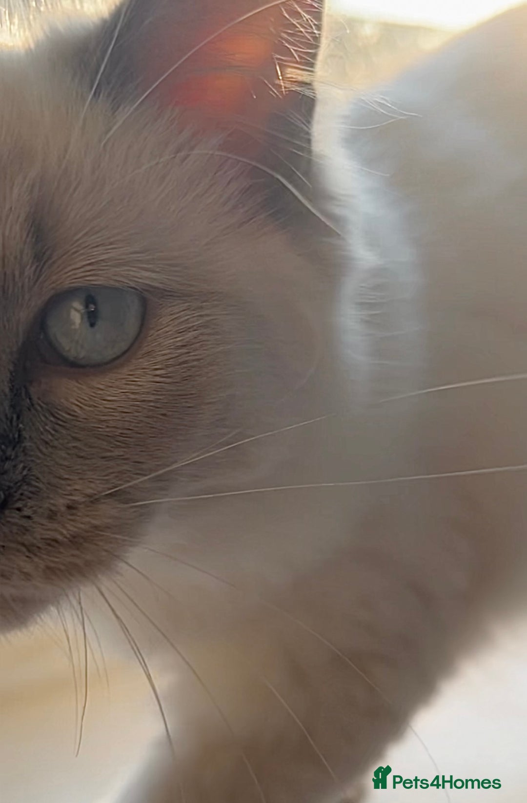 Mixed Breed cats for sale: Ragdoll mix girl needs new home - Advert 14