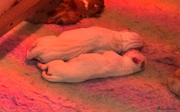Olde English Bulldogge dogs for sale: Olde English Bulldogges puppies  - Image 6