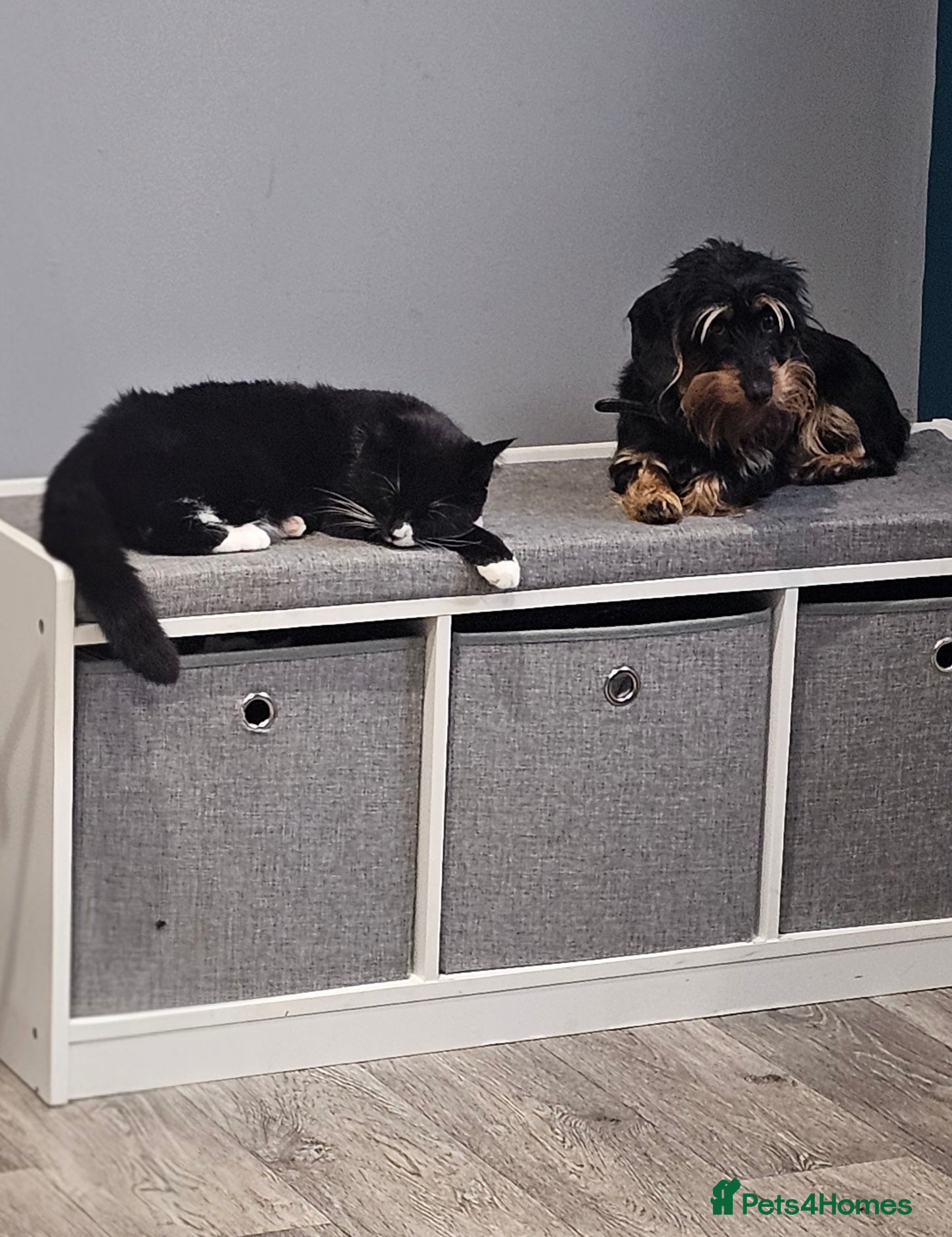 Mixed Breed cats 1 year old kitten - Advert 18