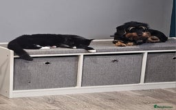 Mixed Breed cats for sale: 1 year old kitten - Advert 1