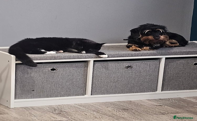 Mixed Breed cats 1 year old kitten - Advert 2