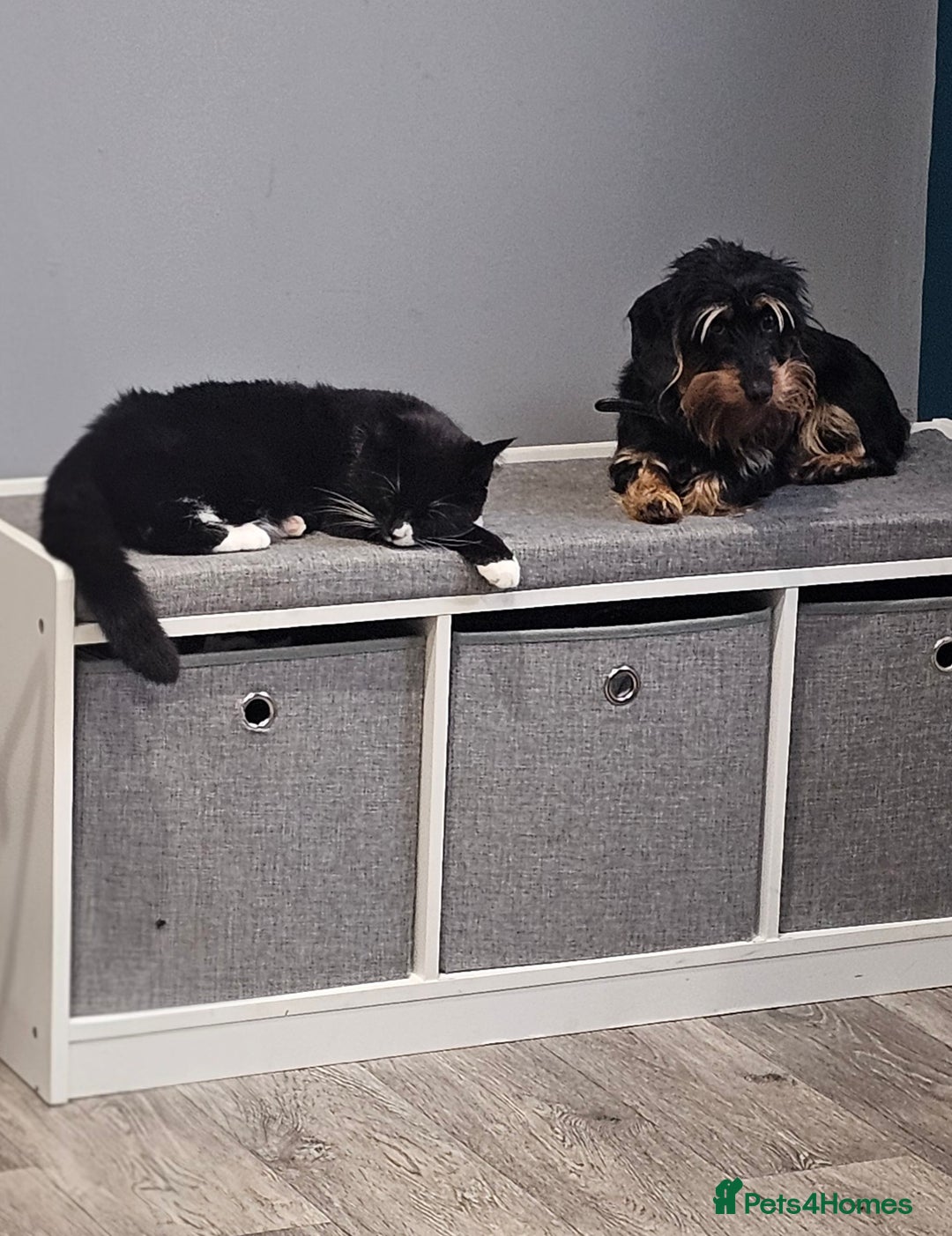 Mixed Breed cats for sale: 1 year old kitten - Advert 1