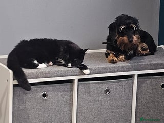 Mixed Breed cats 1 year old kitten - Advert 4