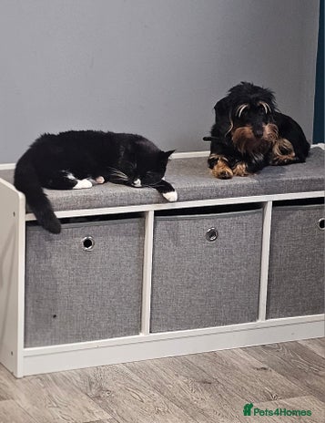 Mixed Breed cats 1 year old kitten - Advert 2