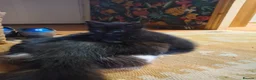 Mixed Breed cats for sale: Black kittens  - Advert 2